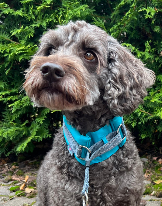 Silko 360° ympärivuorattu panta turkoosi