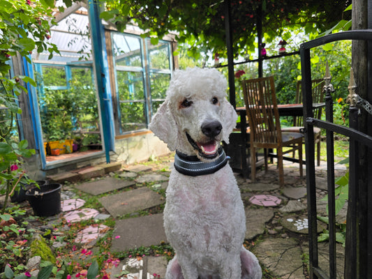 Silko 360° ympärivuorattu panta musta