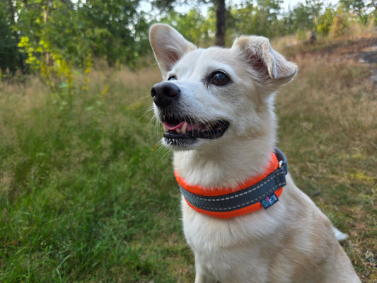 Silko NOLLA puolikiristävä panta ORANSSI erikoiserä