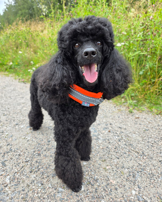 Silko 360° ympärivuorattu panta oranssi