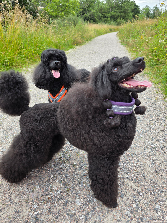 Silko 360° ympärivuorattu panta violetti