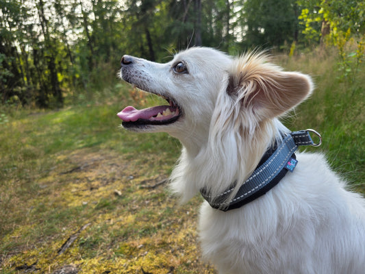 Silko NOLLA puolikiristävä panta musta