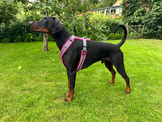 Silko Pinsu valjaiden rintaremmi