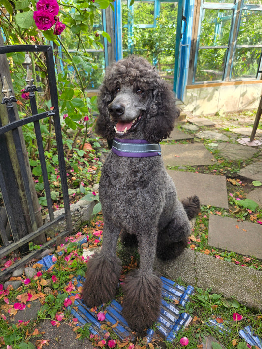 Silko NOLLA puolikiristävä panta violetti