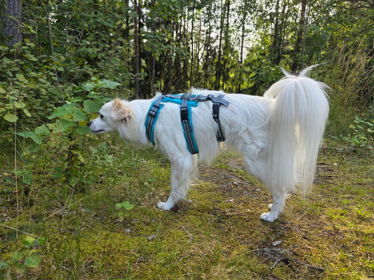 Silko Pinsu valjaiden turvaremmi
