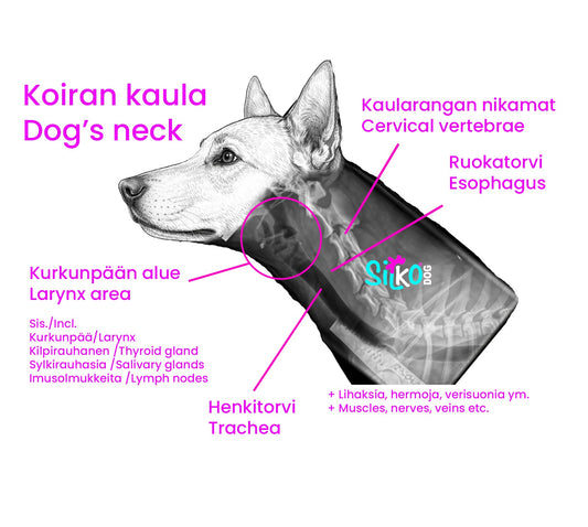 Millainen on hyvä panta koiralle?