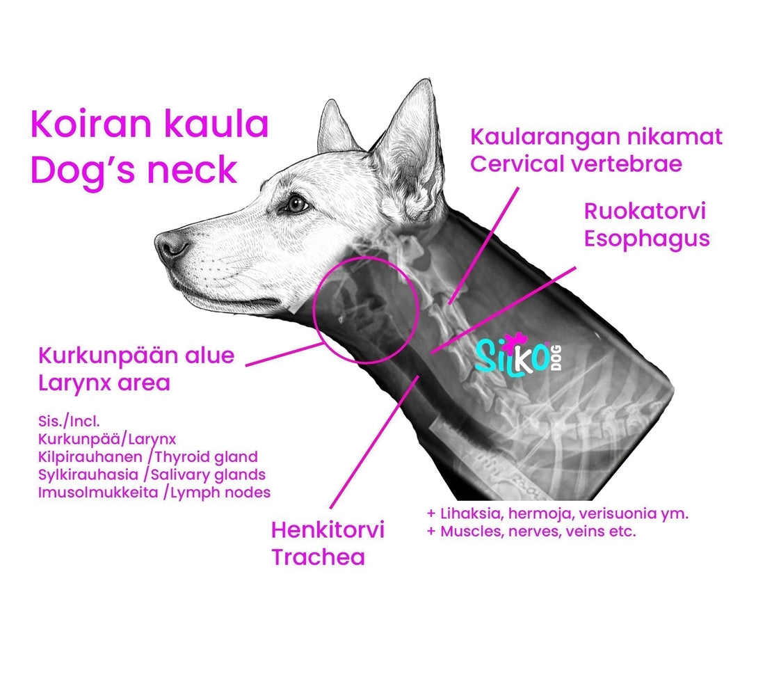 Millainen on hyvä panta koiralle?