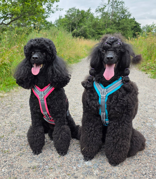 Uusi tuotemerkki Silko Dog lanseeraa turkkiystävällisen tuotesarjansa World Dog Showssa