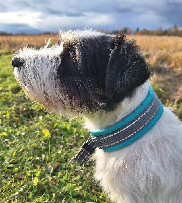 Silko Nolla puolikiristävä panta turkoosi